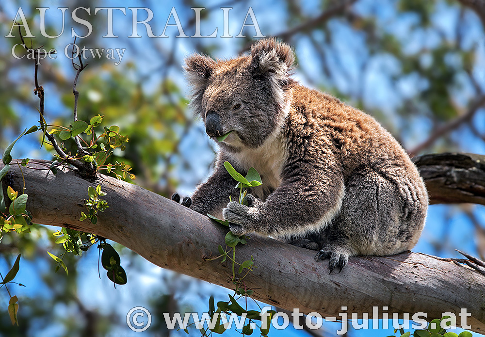 Australia_096+Cape_Otway_Wild_Koala.jpg, 384kB