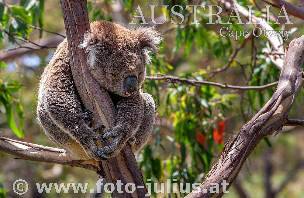 Australia_098+Cape_Otway_Wild_Koala.jpg, 344kB