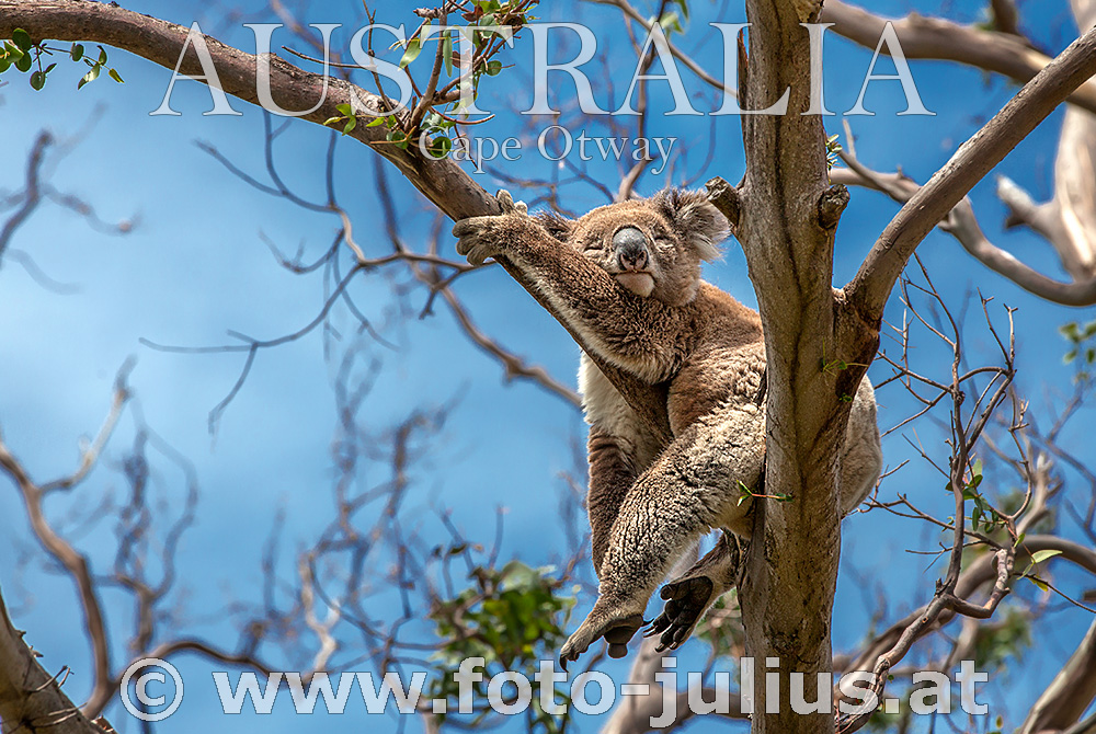 Australia_099+Cape_Otway_Wild_Koala.jpg, 350kB