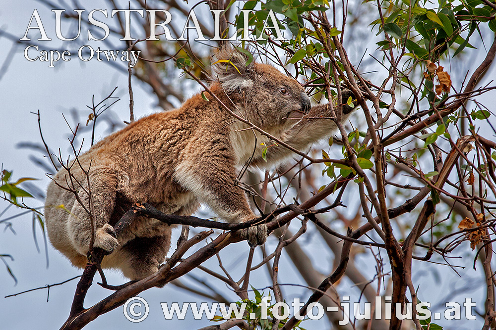 Australia_101+Cape_Otway_Wild_Koala.jpg, 454kB