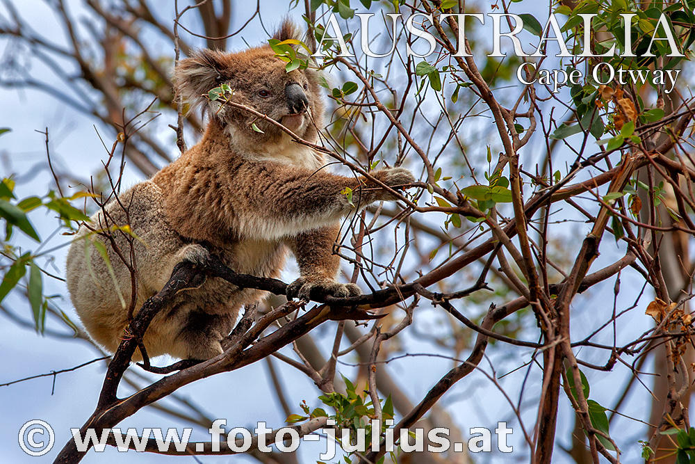 Australia_102+Cape_Otway_Wild_Koala.jpg, 457kB