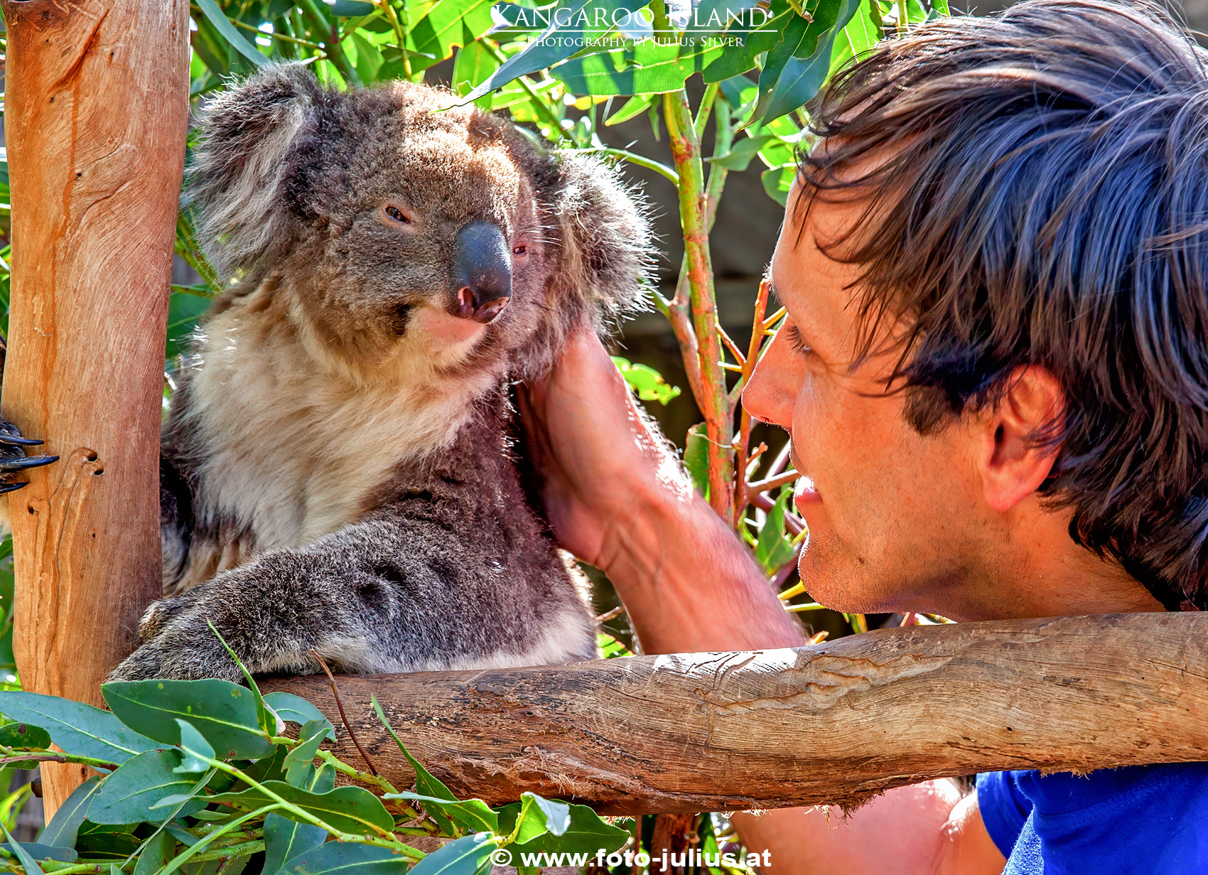 Australia_109a_Kangaroo_Island_Koala.jpg, 1,2MB