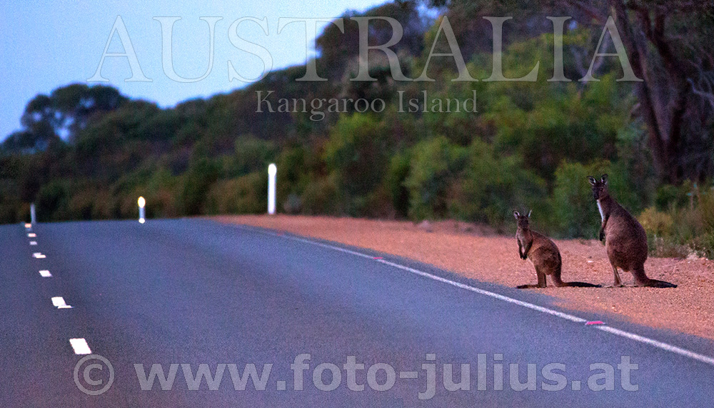 Australia_136+Kangaroo_Island.jpg, 264kB