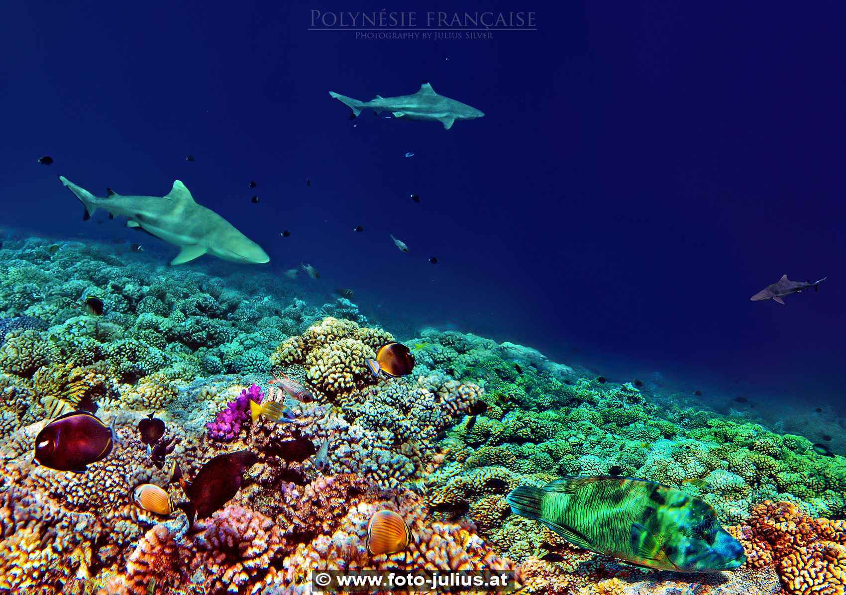 tahiti226a_Fakarava_Atoll_Passe-Sud_Grey_reef_shark.jpg, 1,3MB