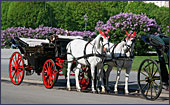Vienna, Pferdekutsche (Horse-drawn Carriage) at Square Heldenplatz, Photo Nr.: W2337
