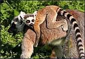 Vienna, Zoo, Lemuren, Ring Tailed Lemur, Katta, Photo Nr.: W4482