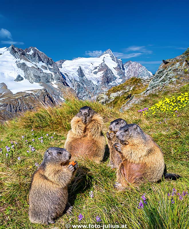 2101b_Alpine_Marmots_Murmeltiere.jpg, 426kB