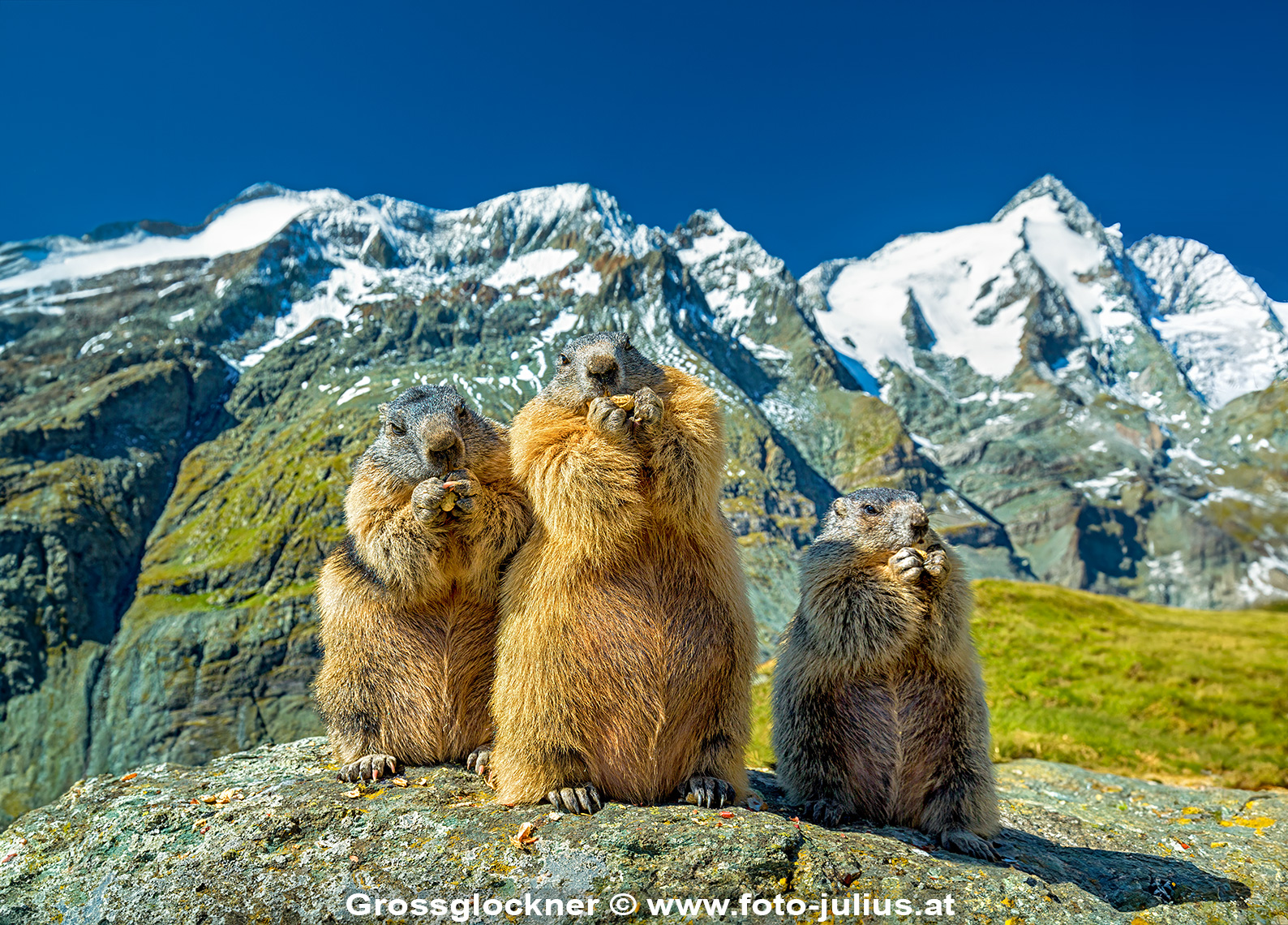 2262a_Murmeltiere_alpine_marmot.jpg, 1,0MB
