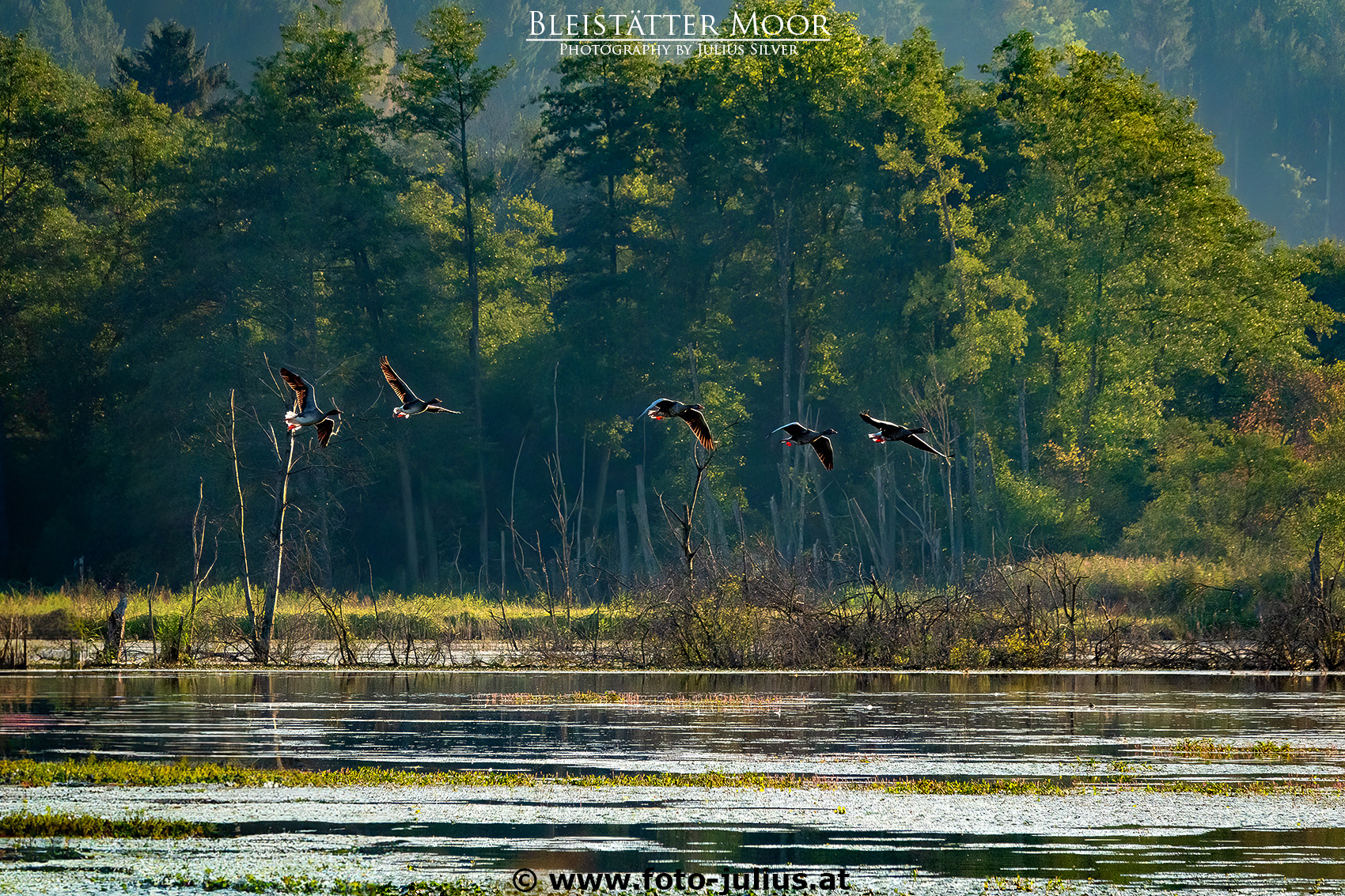 3444a_Ossiacher_See_Bleistatter_Moor.jpg, 1,4MB