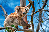 Australia_095_Koala_Bear.jpg, 21kB