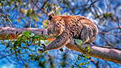 Australia_097_Wild_Koala_Cape_Otway.jpg, 15kB
