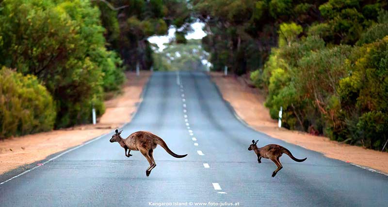 Australia_135_Kangaroo_Island.jpg