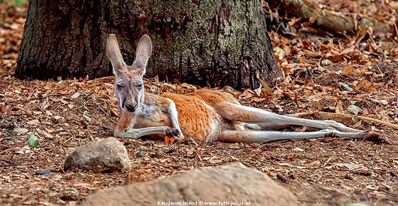 Australia_138_Kangaroo_Island.jpg