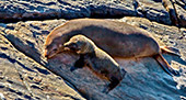 Australia_142_Kangaroo_Island.jpg, 13kB