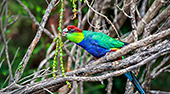 Australia_263_Rainbow_Jungle.jpg, 14kB