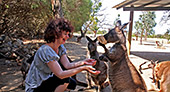 Australia_329_Parndana_Wildlife_Park.jpg, 12kB