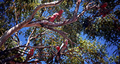 australia_452.jpg, 16kB