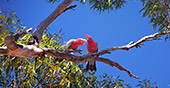 australia_453.jpg, 12kB
