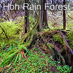 hoh_rain_forest.jpg, 40kB