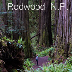 redwood.jpg, 44kB