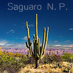 saguaro.jpg, 41kB