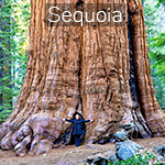 sequoia.jpg, 45kB