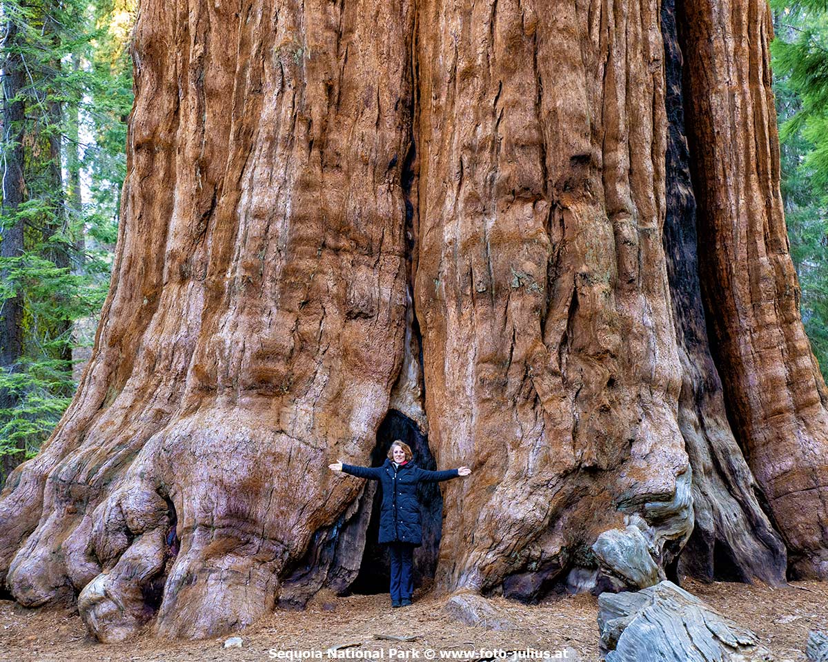 usa_images_sequoia_national_park.jpg, 353kB