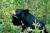 Canada, Black Bears Jasper National Park Photo Nr.: can018