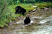 Canada, Black Bears Jasper National Park Photo Nr.: can020
