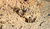 157_Playa_Las_Galeras.jpg, 13kB