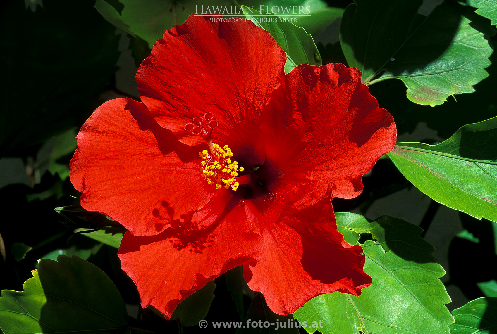 haw014a_Hawaii_Flower.jpg, 846kB