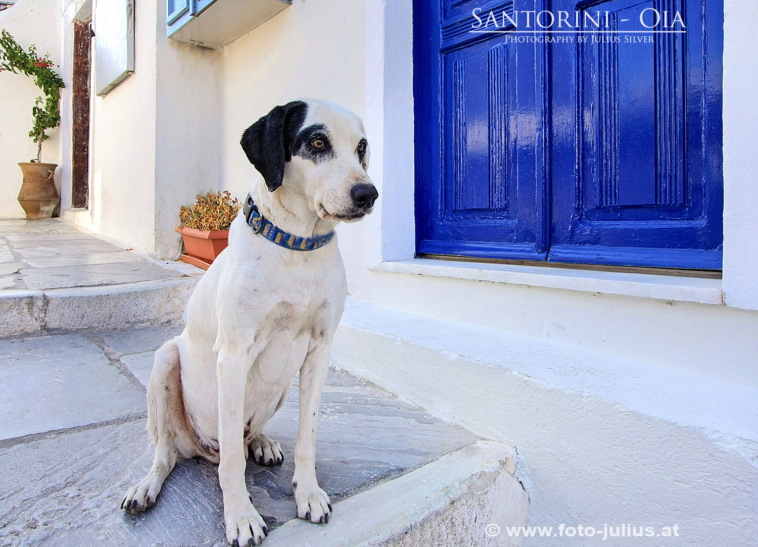 santorini043a_Santorin_Dog.jpg, 577kB