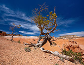 648_Bryce_Canyon_National_Park.jpg, 14kB