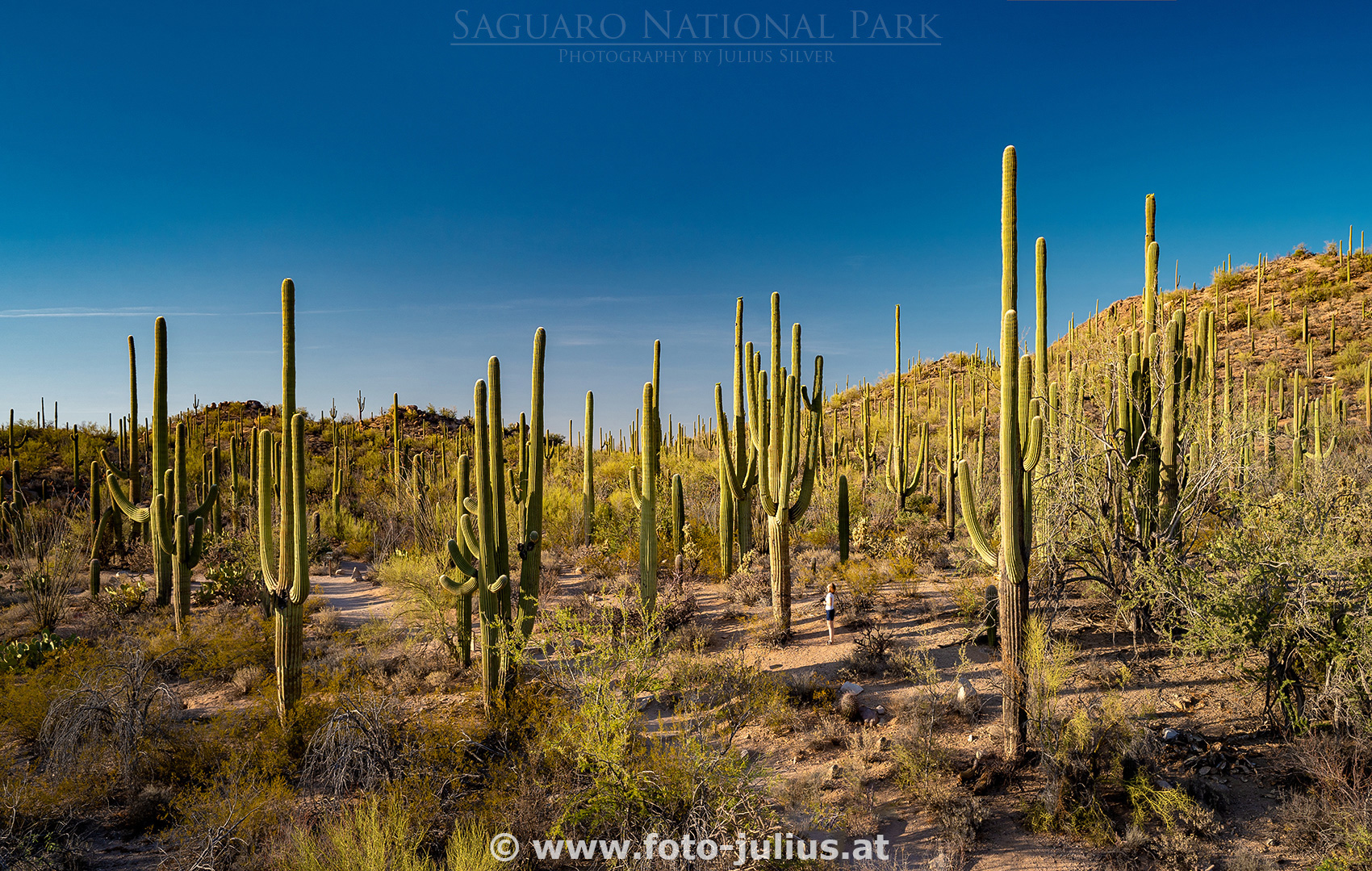 800a_Saguaro_National_Park.jpg, 1,2MB