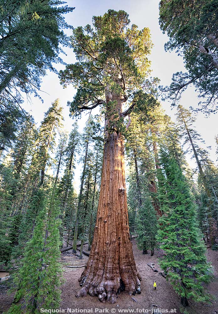 900_Sequoia_National_Park.jpg, 230kB