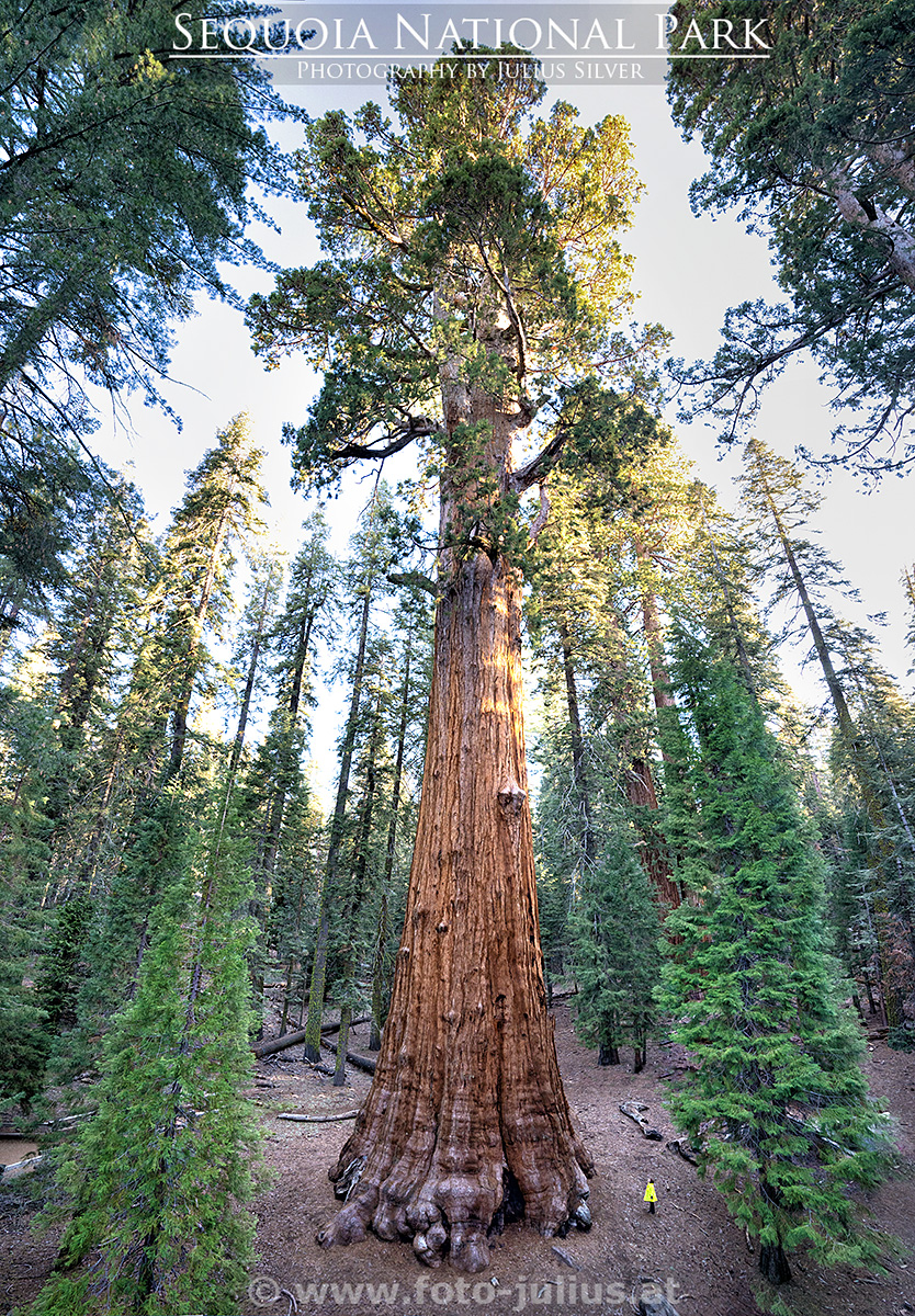 900a Sequoia National Park