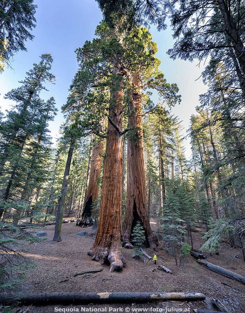 901_Sequoia_National_Park.jpg, 261kB