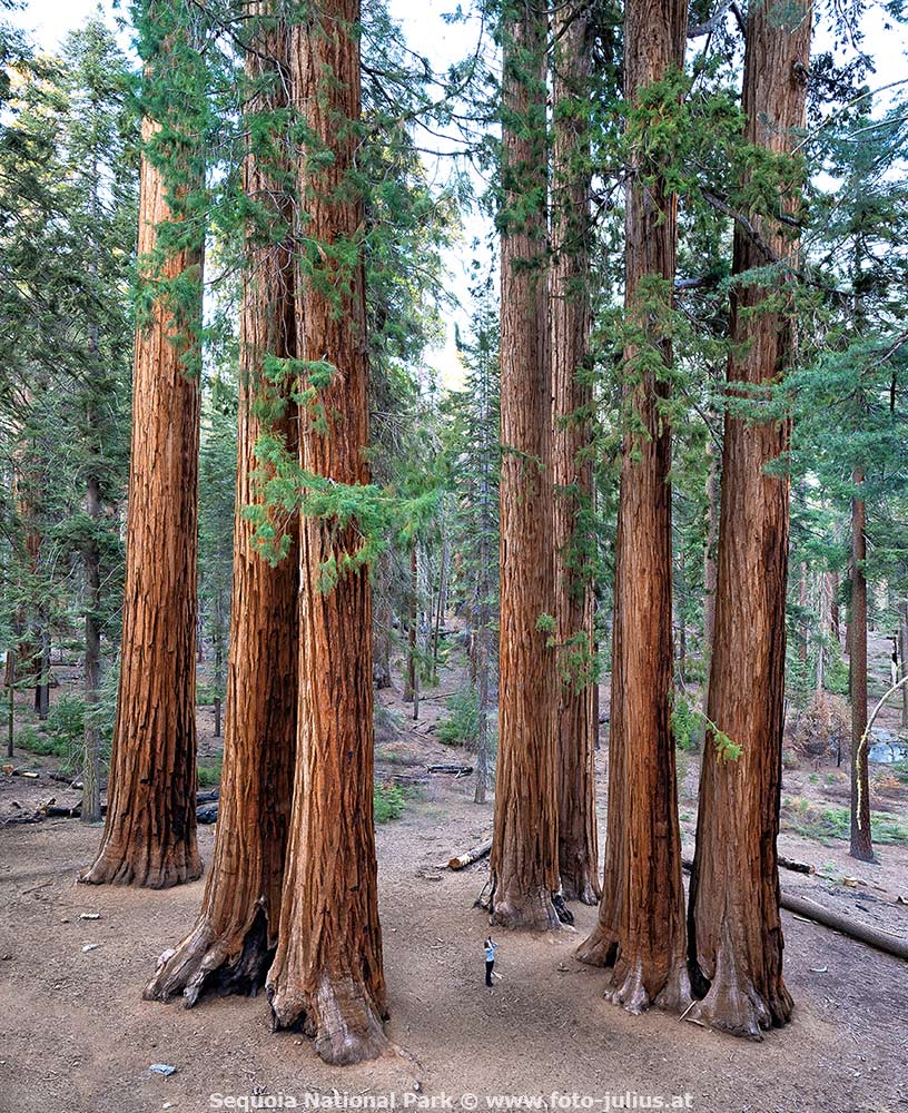 902_Sequoia_National_Park.jpg, 269kB