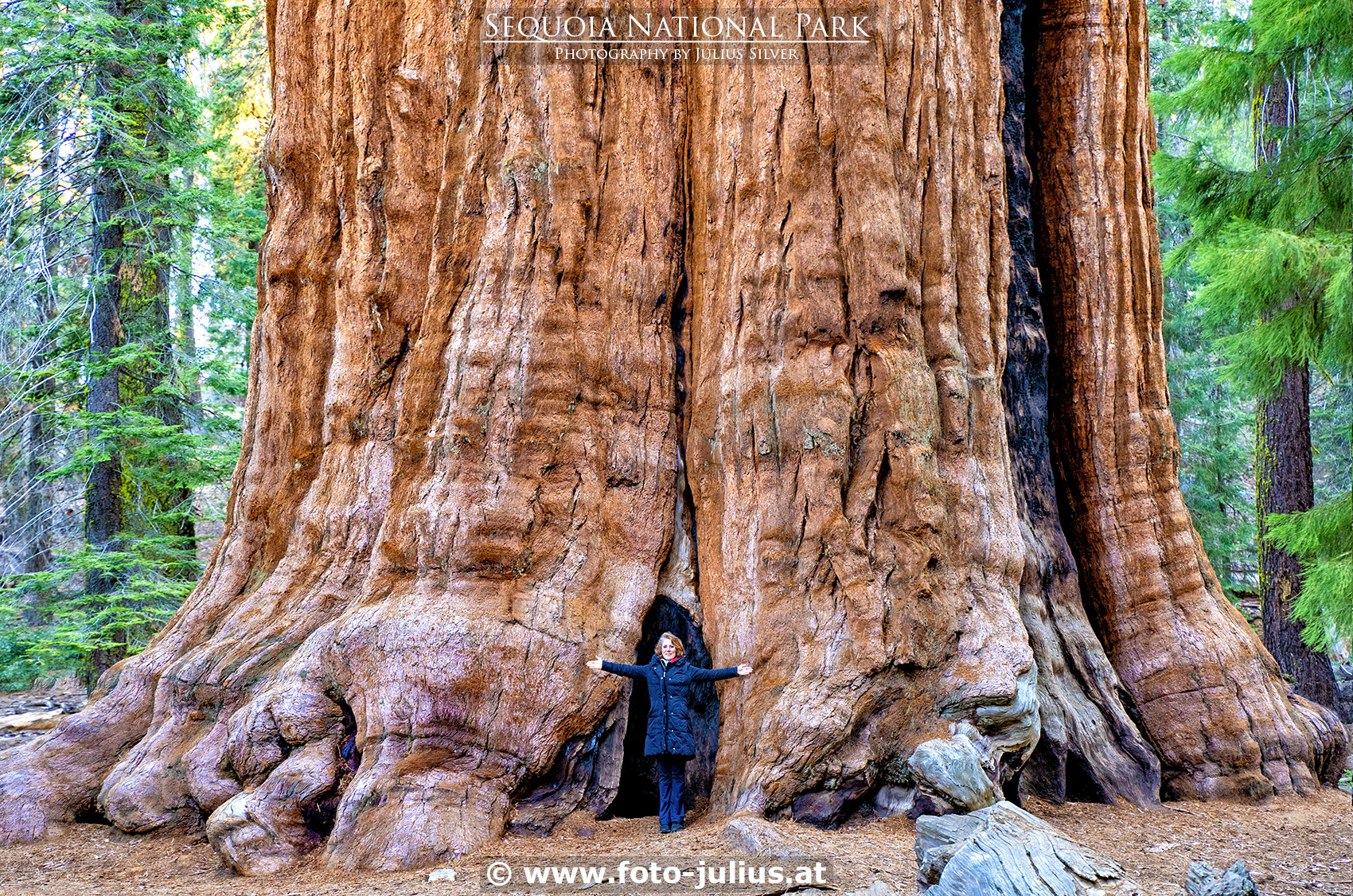 903a_Sequoia_National_Park.jpg, 1,7MB