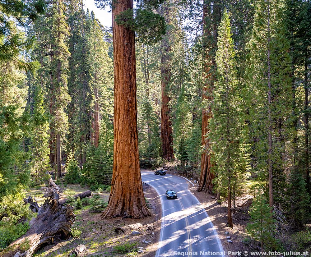 909_Sequoia_National_Park.jpg, 293kB