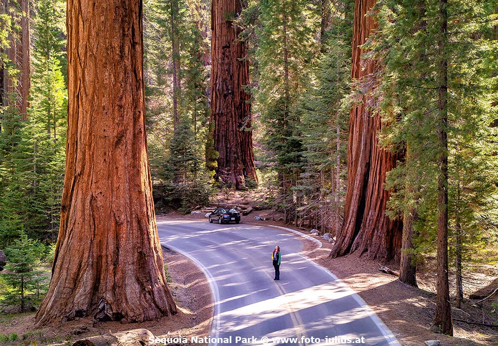 910_Sequoia_National_Park.jpg, 229kB