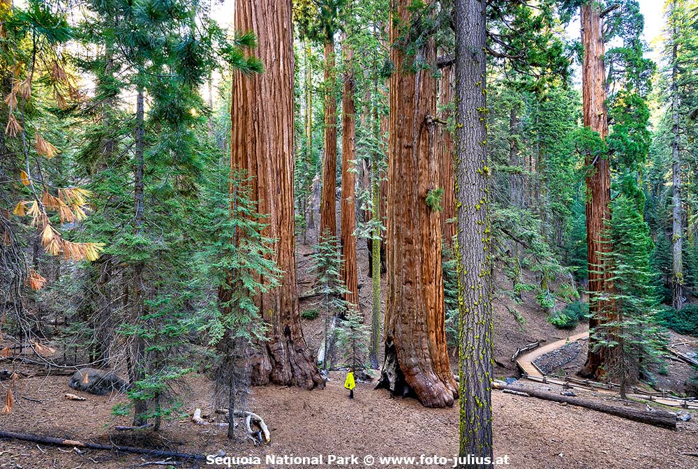 911_Sequoia_National_Park.jpg, 260kB