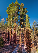 912_Sequoia_National_Park.jpg, 18kB