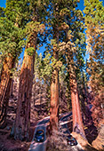 913_Sequoia_National_Park.jpg, 19kB