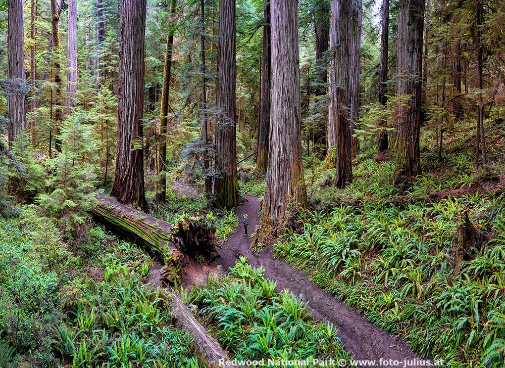1132_Redwood_National_Park.jpg, 282kB