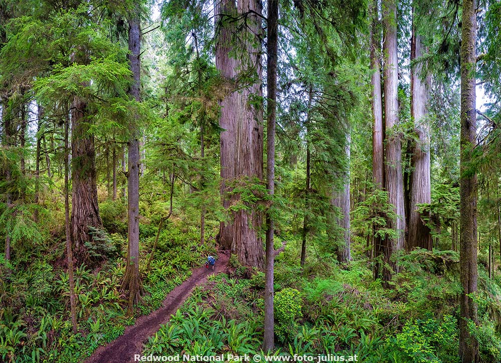 1133_Redwood_National_Park.jpg, 262kB