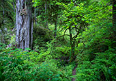 1137_Redwood_National_Park.jpg, 18kB