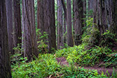 1138_Redwood_National_Park.jpg, 13kB
