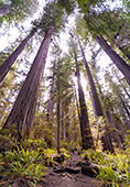 1143_Redwood_National_Park.jpg, 16kB