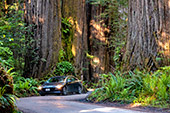 1148_Redwood_National_Park.jpg, 15kB